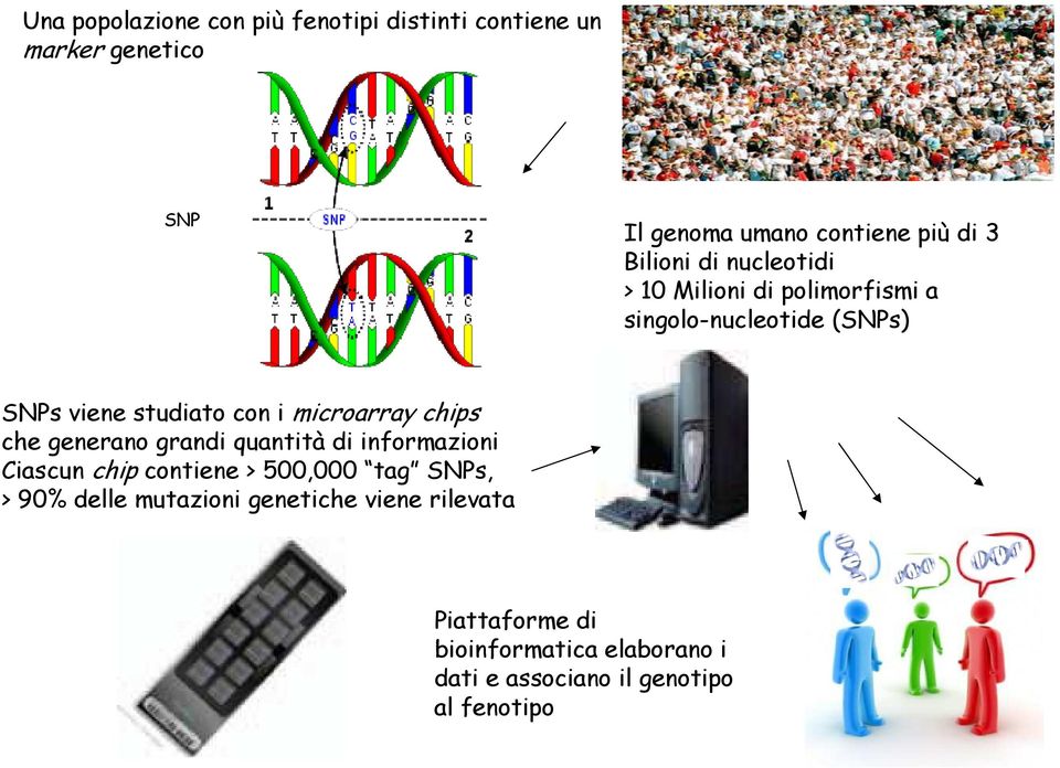 microarray chips che generano grandi quantità di informazioni Ciascun chip contiene > 500,000 tag SNPs, > 90%