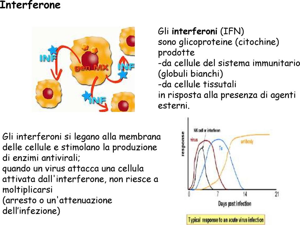Gli interferoni si legano alla membrana delle cellule e stimolano la produzione di enzimi antivirali;