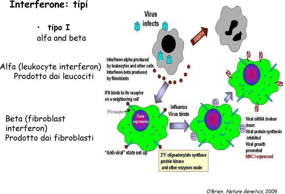 leucociti Beta (fibroblast interferon)