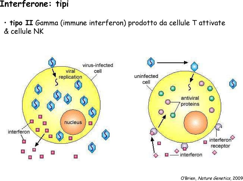cellule T attivate & cellule NK