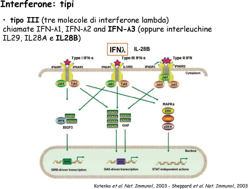 IFN-λ3 (oppure interleuchine IL29, IL28A e IL28B)