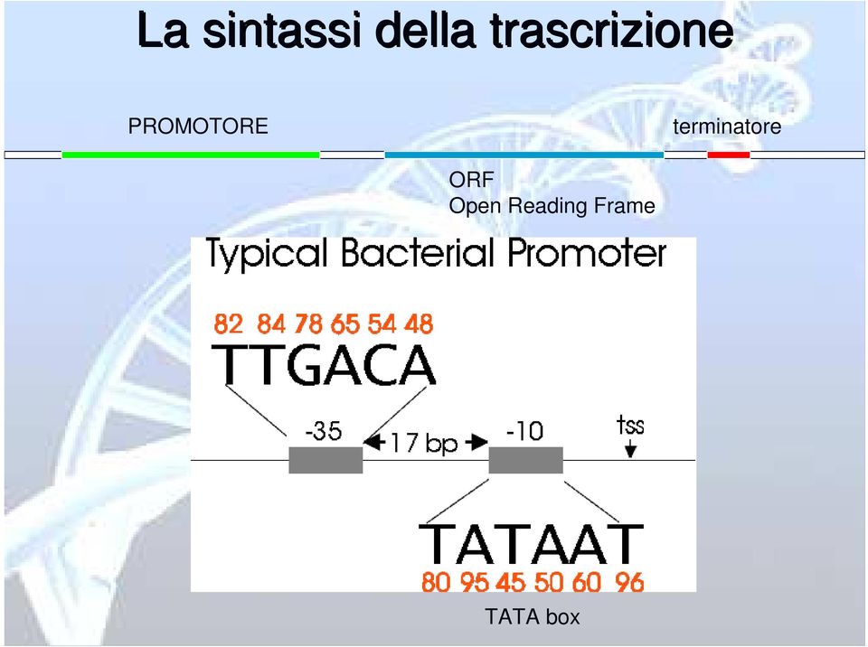 PROMOTORE