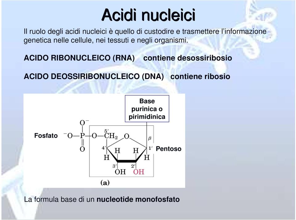 ACIDO RIBONUCLEICO (RNA) contiene desossiribosio ACIDO DEOSSIRIBONUCLEICO (DNA)