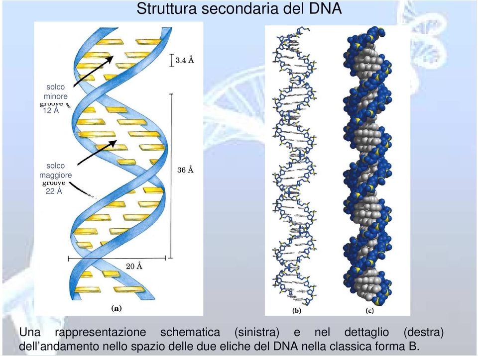 (sinistra) e nel dettaglio (destra) dell andamento