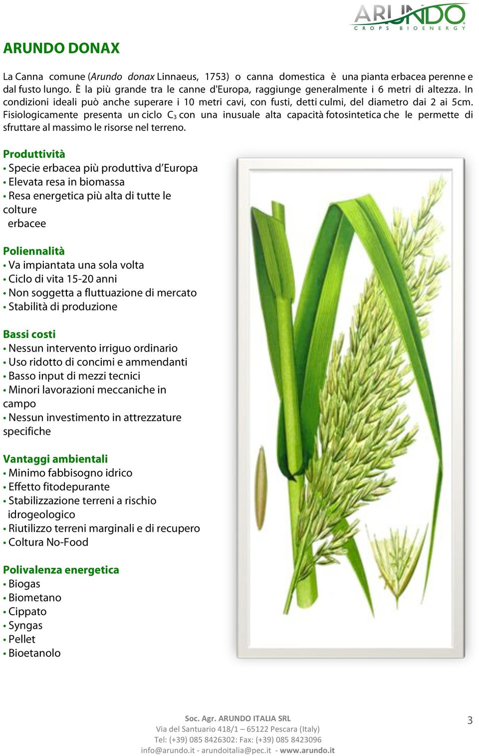 Fisiologicamente presenta un ciclo C 3 con una inusuale alta capacità fotosintetica che le permette di sfruttare al massimo le risorse nel terreno.