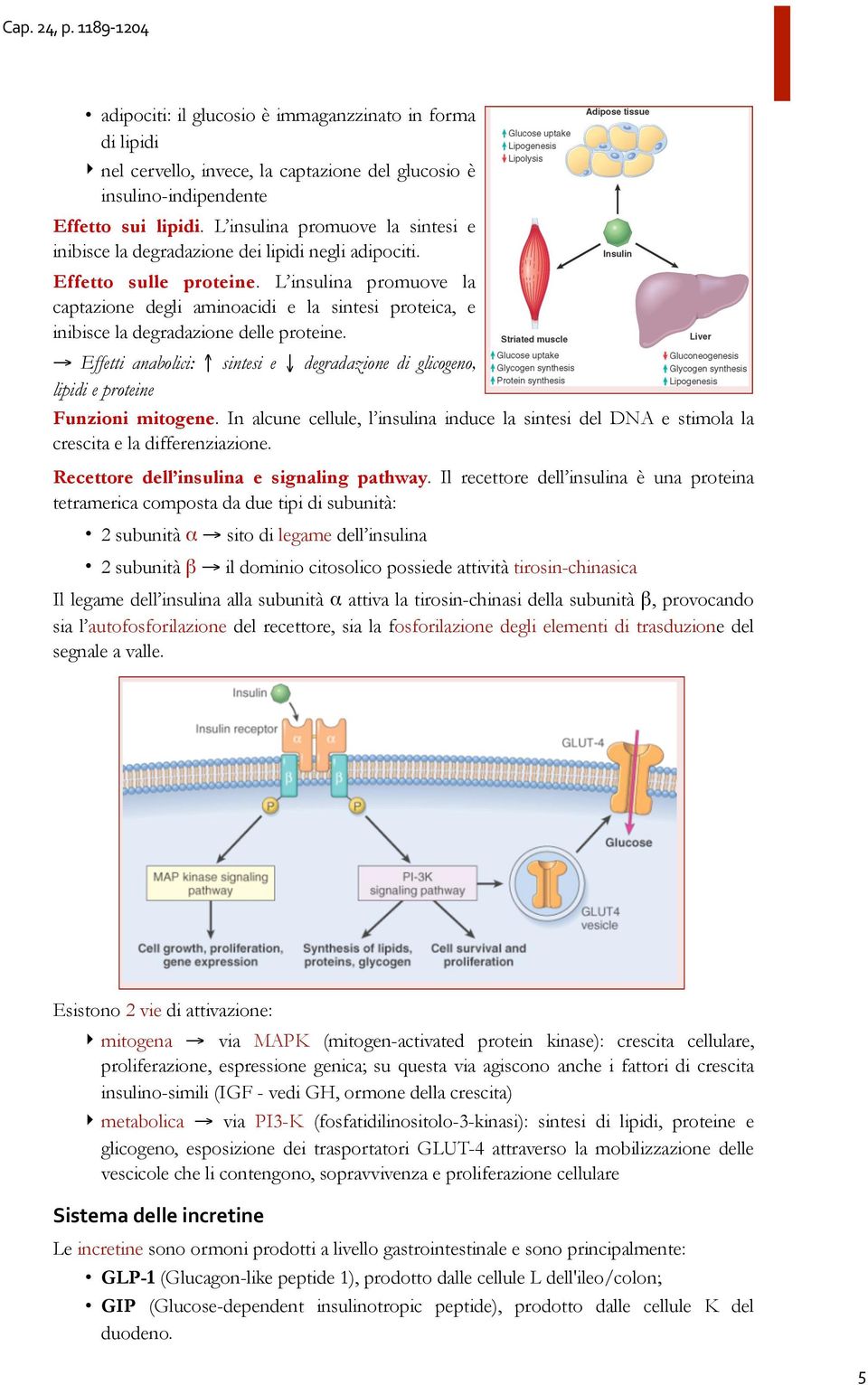 L insulina promuove la captazione degli aminoacidi e la sintesi proteica, e inibisce la degradazione delle proteine.