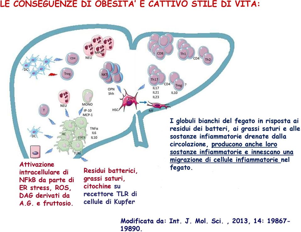 Residui batterici, grassi saturi, citochine su recettore TLR di cellule di Kupfer I globuli bianchi del fegato in risposta ai residui