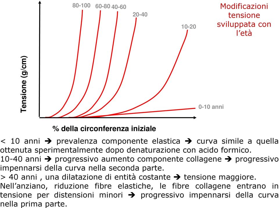 10-40 anni progressivo aumento componente collagene progressivo impennarsi della curva nella seconda parte.
