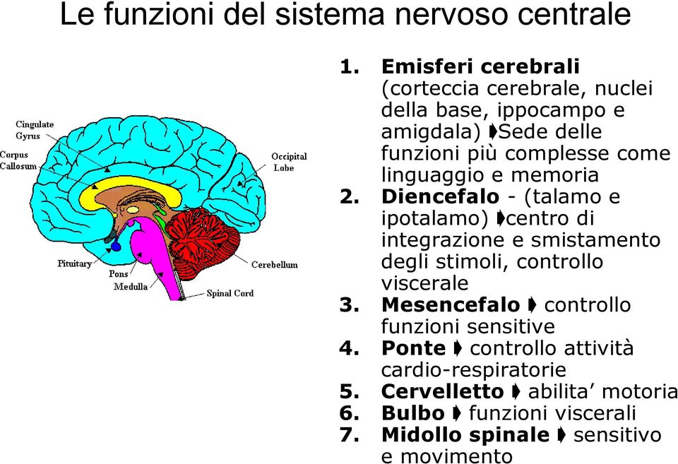 linguaggio e memoria Diencefalo - (talamo e ipotalamo) centro di integrazione e smistamento degli stimoli, controllo