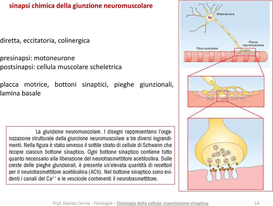 motoneurone postsinapsi: cellula muscolare scheletrica