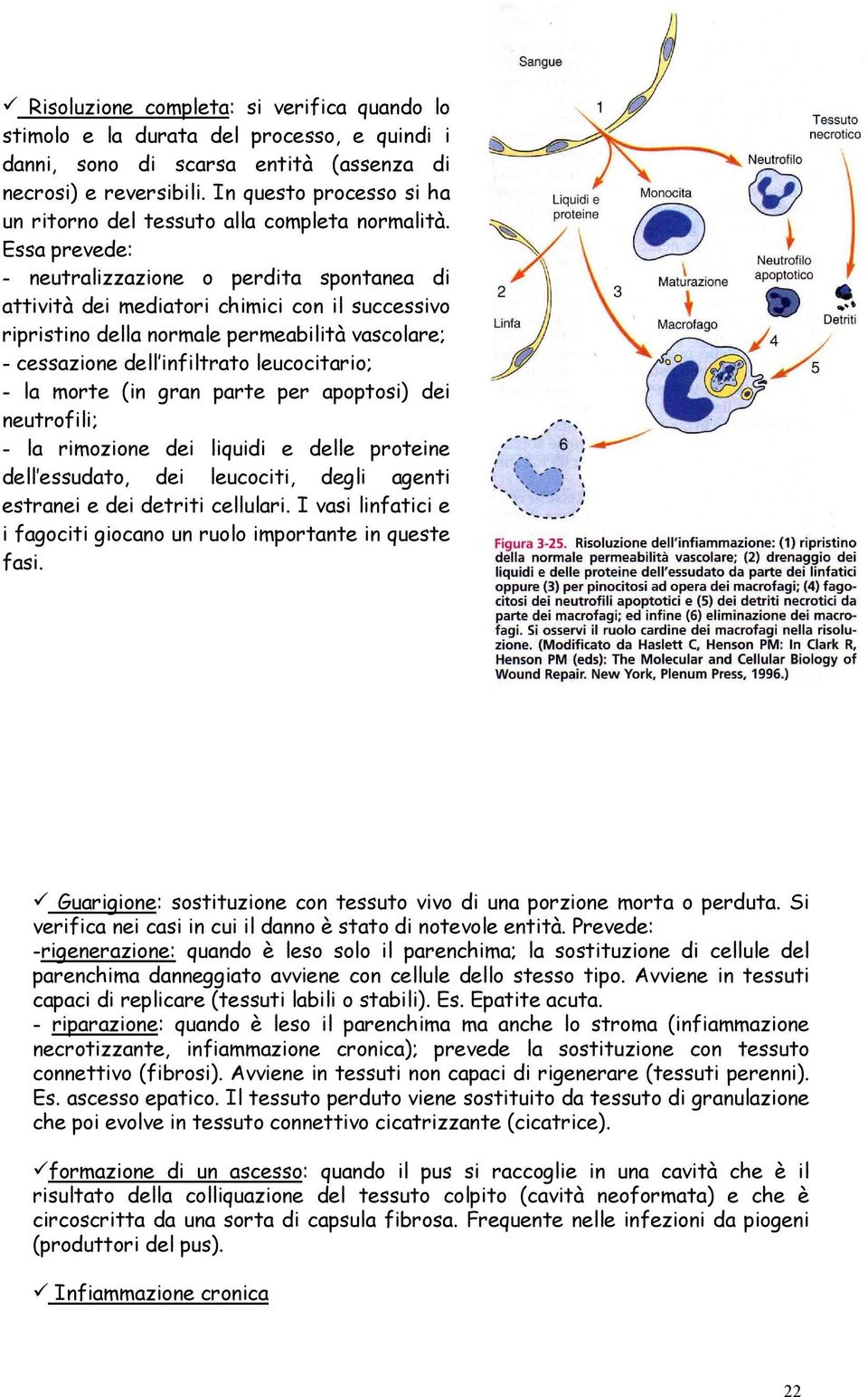 Essa prevede: - neutralizzazione o perdita spontanea di attività dei mediatori chimici con il successivo ripristino della normale permeabilità vascolare; - cessazione dell infiltrato leucocitario; -