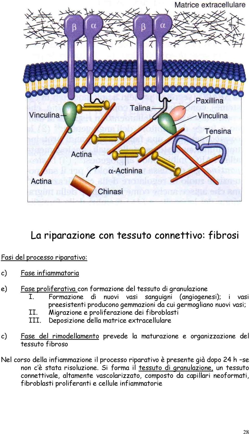 Deposizione della matrice extracellulare c) Fase del rimodellamento prevede la maturazione e organizzazione del tessuto fibroso Nel corso della infiammazione il processo riparativo è