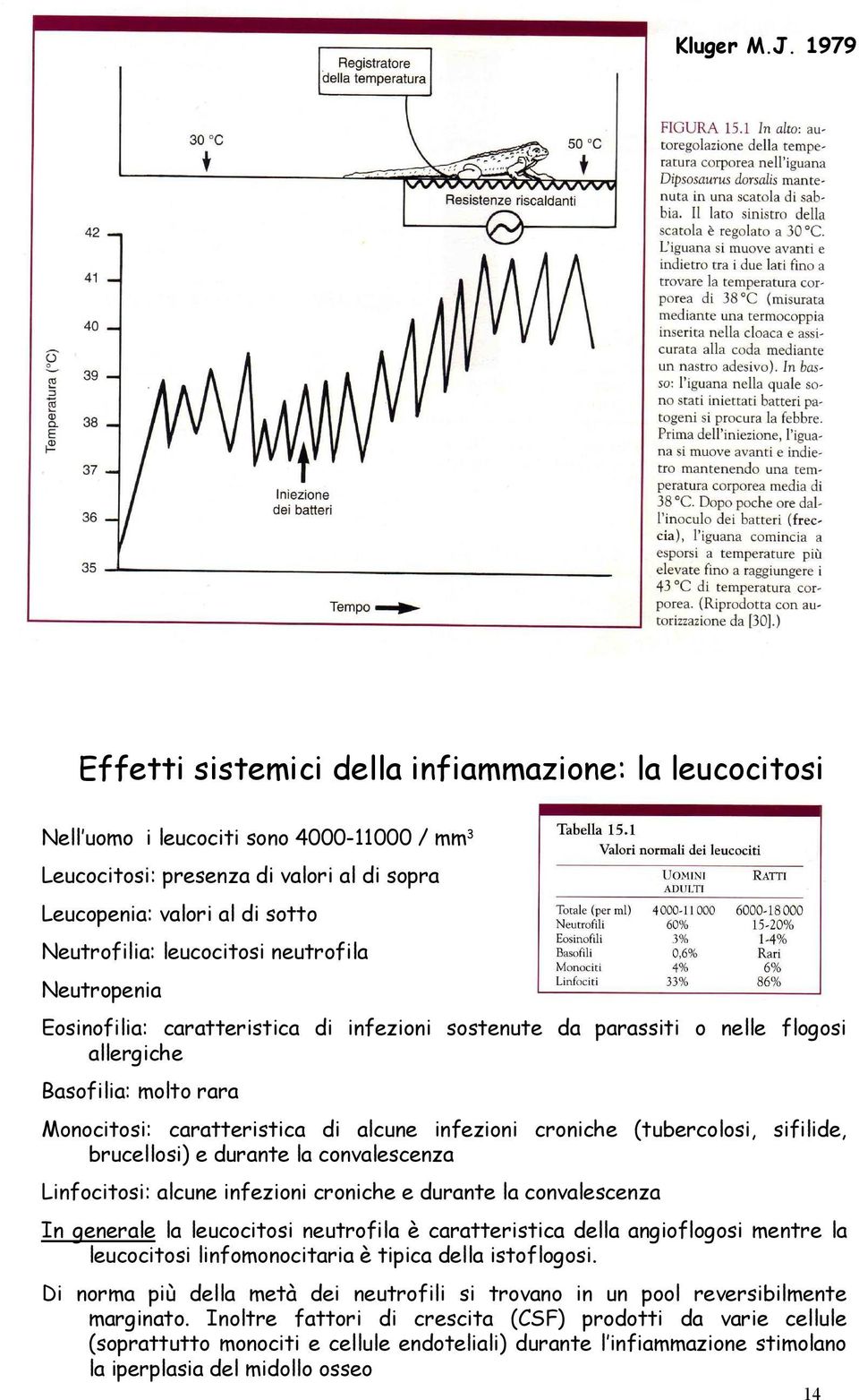 leucocitosi neutrofila Neutropenia Eosinofilia: caratteristica di infezioni sostenute da parassiti o nelle flogosi allergiche Basofilia: molto rara Monocitosi: caratteristica di alcune infezioni