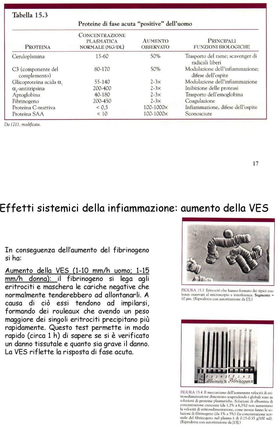 A causa di ciò essi tendono ad impilarsi, formando dei rouleaux che avendo un peso maggiore dei singoli eritrociti precipitano più rapidamente.