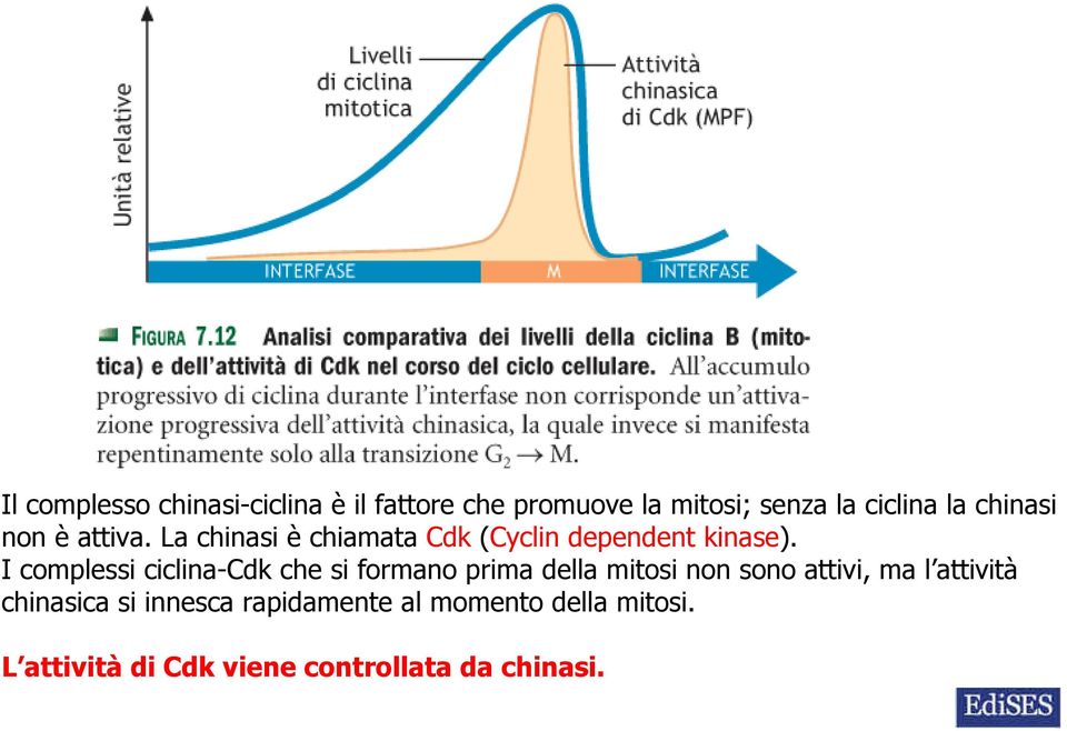 I complessi ciclina-cdk che si formano prima della mitosi non sono attivi, ma l attività