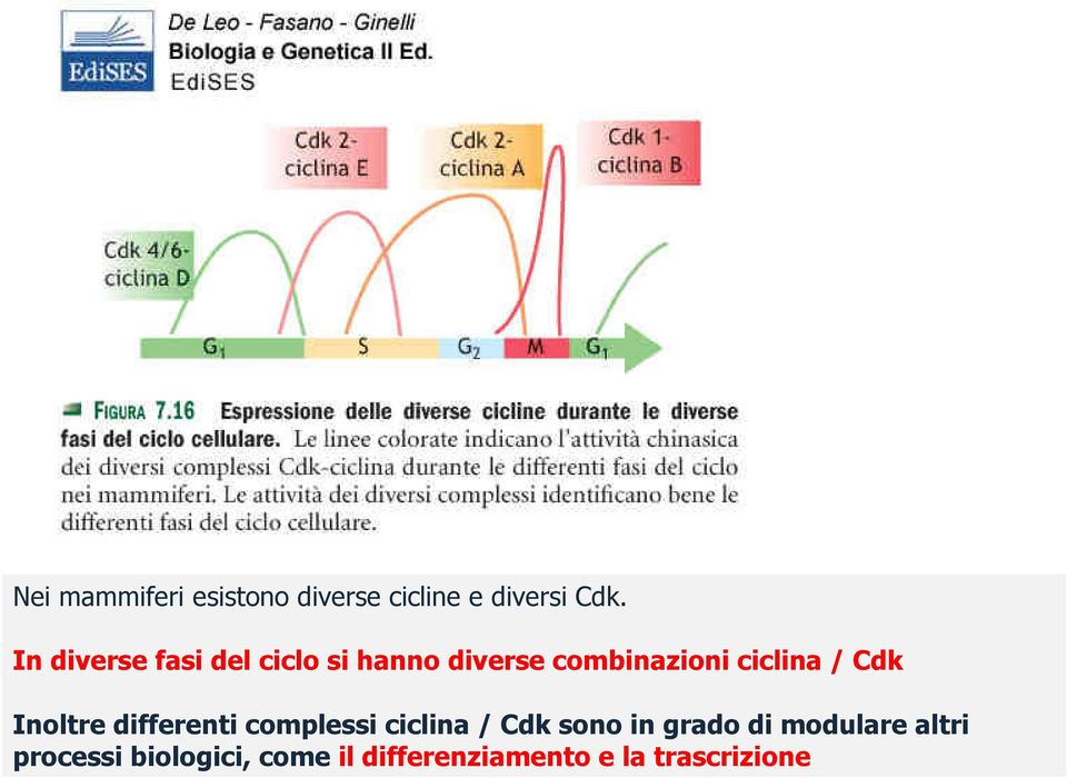 Cdk Inoltre differenti complessi ciclina / Cdk sono in grado di
