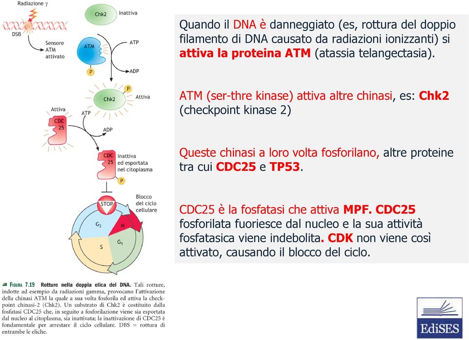 ATM (ser-thre kinase) attiva altre chinasi, es: Chk2 (checkpoint kinase 2) Queste chinasi a loro volta fosforilano, altre