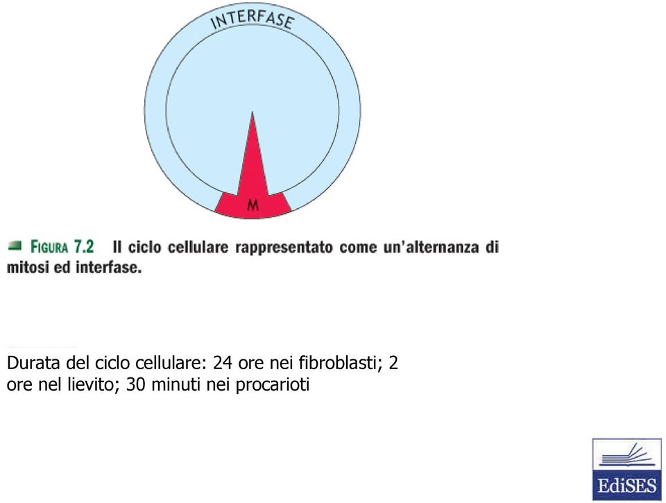 fibroblasti; 2 ore nel