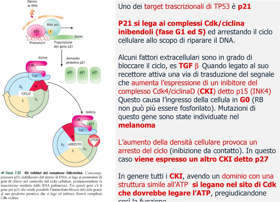 Quando legato al suo recettore attiva una via di trasduzione del segnale che aumenta l espressione di un inibitore del complesso Cdk4/ciclinaD (CKI) detto p15 (INK4).