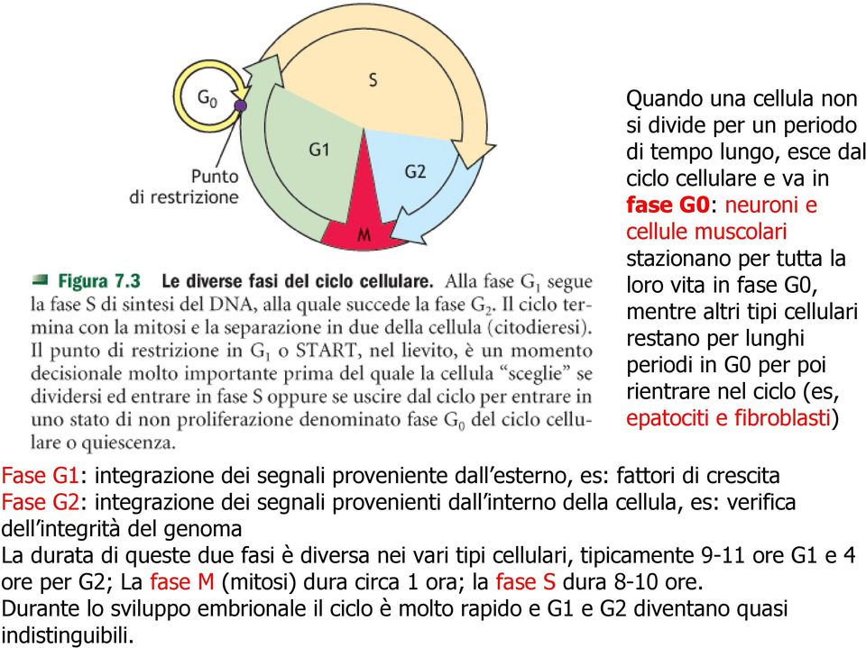 crescita Fase G2: integrazione dei segnali provenienti dall interno della cellula, es: verifica dell integrità del genoma La durata di queste due fasi è diversa nei vari tipi cellulari,