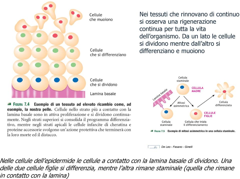 Da un lato le cellule si dividono mentre dall altro si differenziano e muoiono Nelle cellule dell