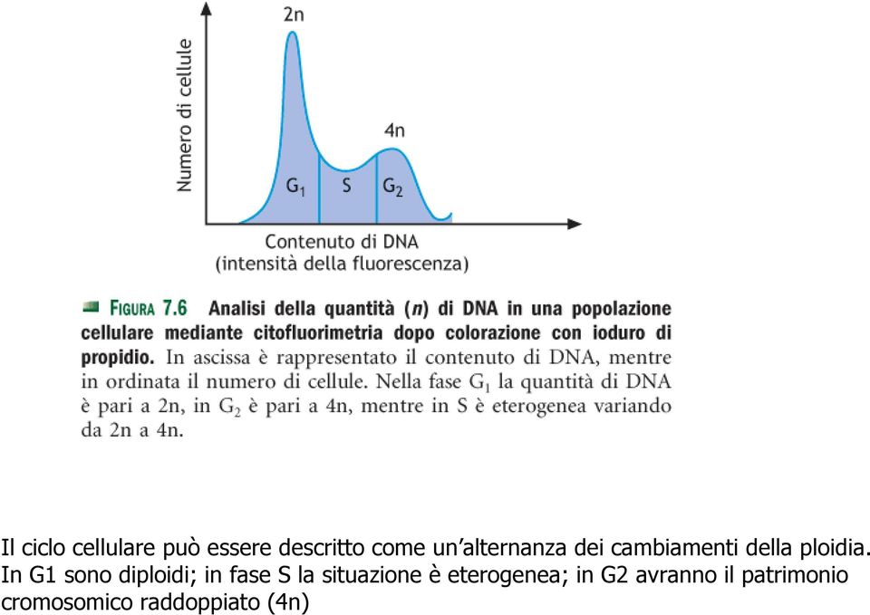 In G1 sono diploidi; in fase S la situazione è