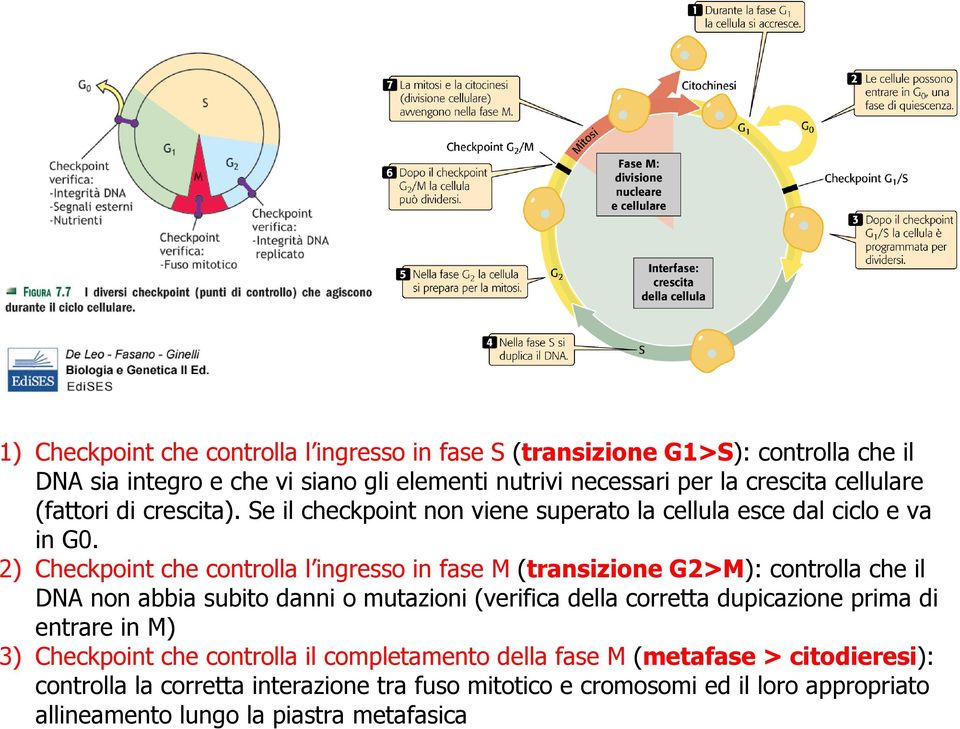 2) Checkpoint che controlla l ingresso in fase M (transizione G2>M): controlla che il DNA non abbia subito danni o mutazioni (verifica della corretta dupicazione