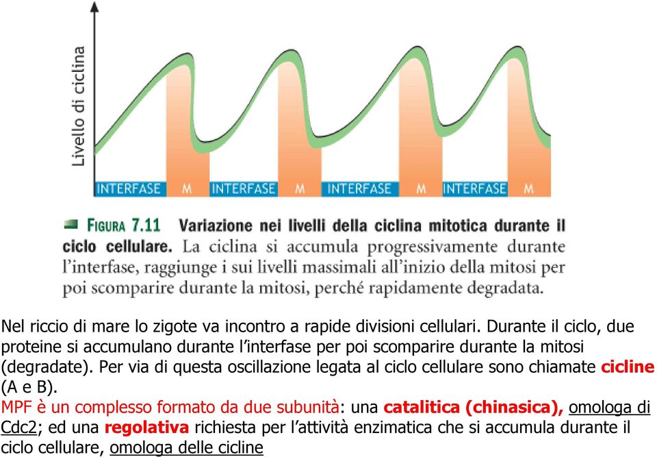 Per via di questa oscillazione legata al ciclo cellulare sono chiamate cicline (A e B).