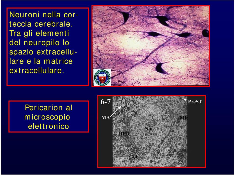 spazio extracellulare e la matrice