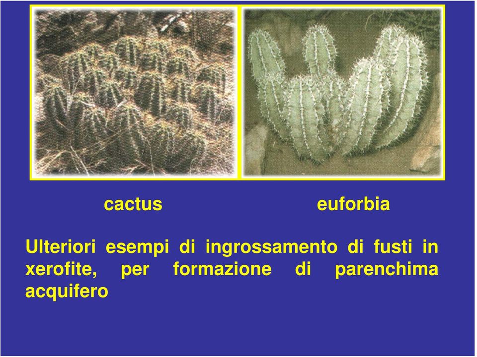 fusti in xerofite, per