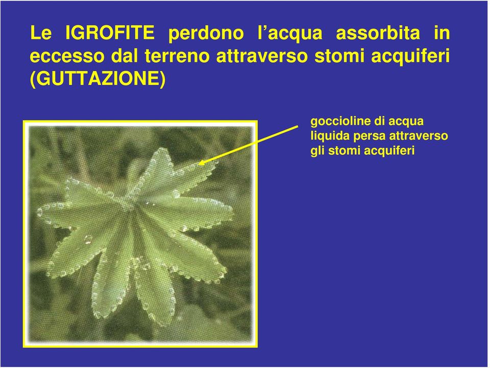 acquiferi (GUTTAZIONE) goccioline di