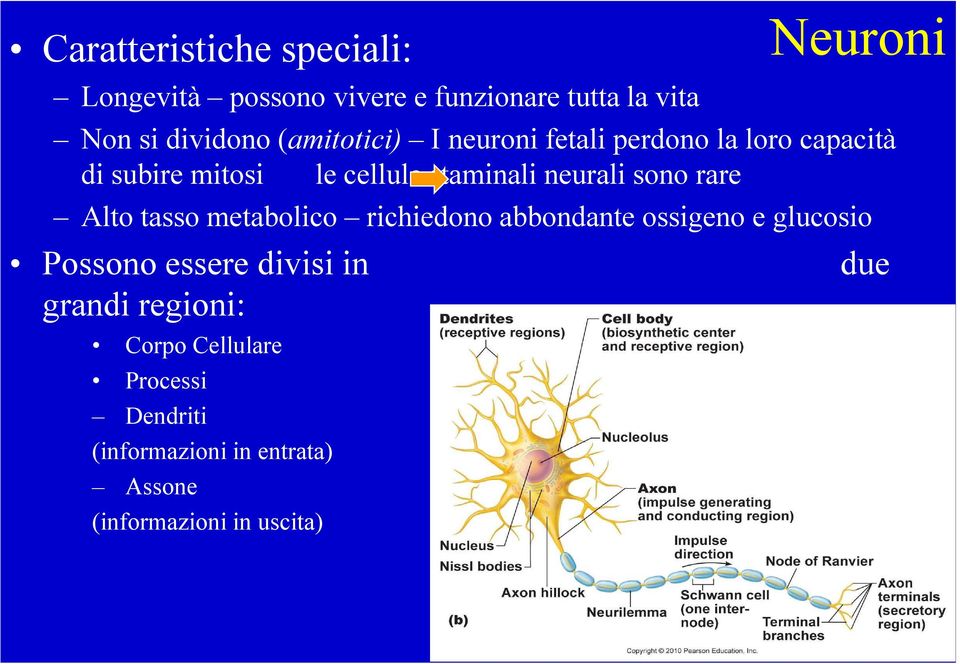 rare Alto tasso metabolico richiedono abbondante ossigeno e glucosio Possono essere divisi in due grandi