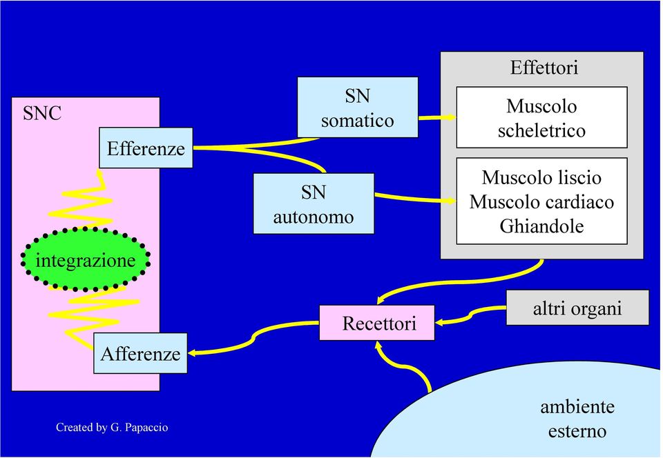 scheletrico Muscolo liscio Muscolo cardiaco