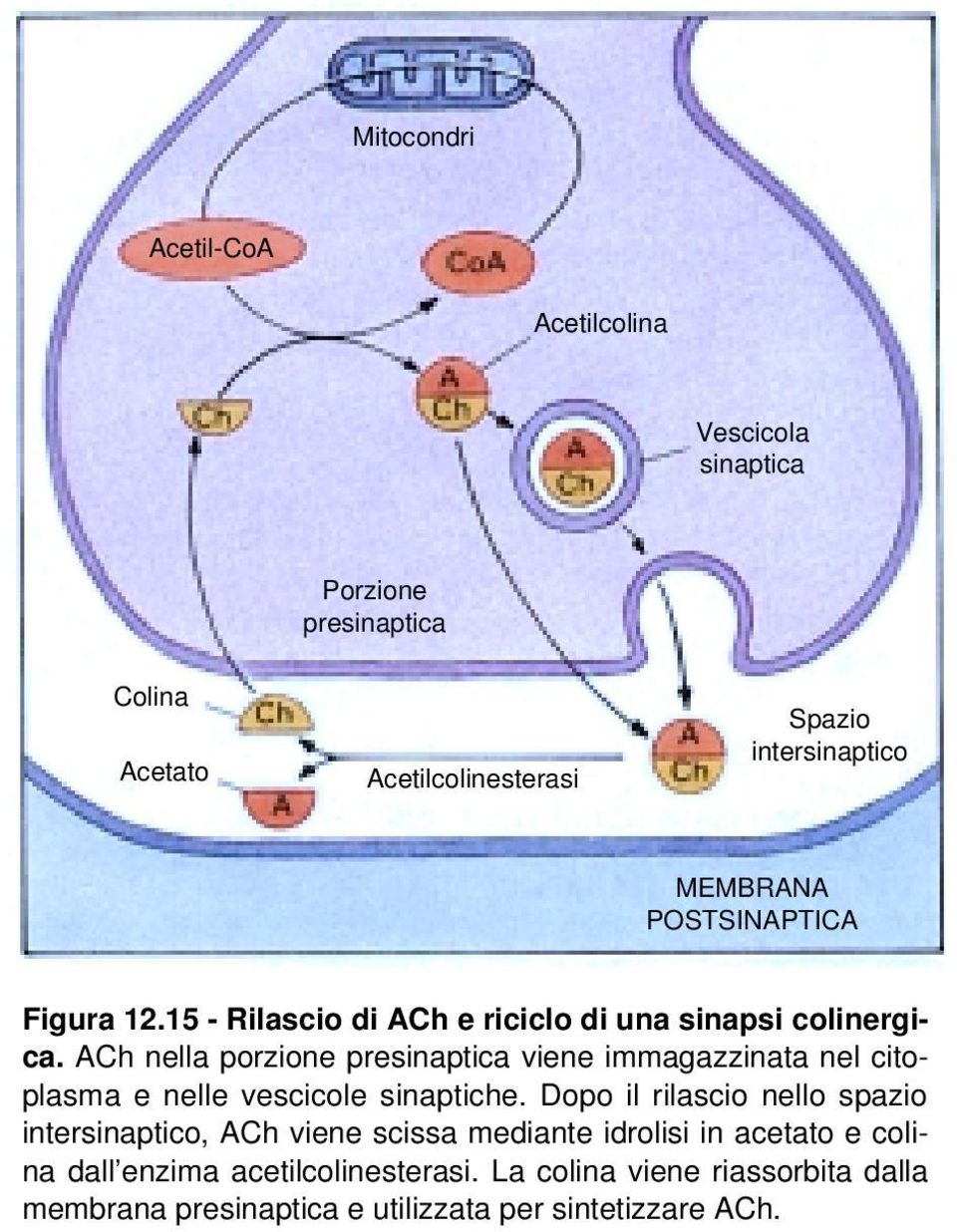 ACh nella porzione presinaptica viene immagazzinata nel citoplasma e nelle vescicole sinaptiche.