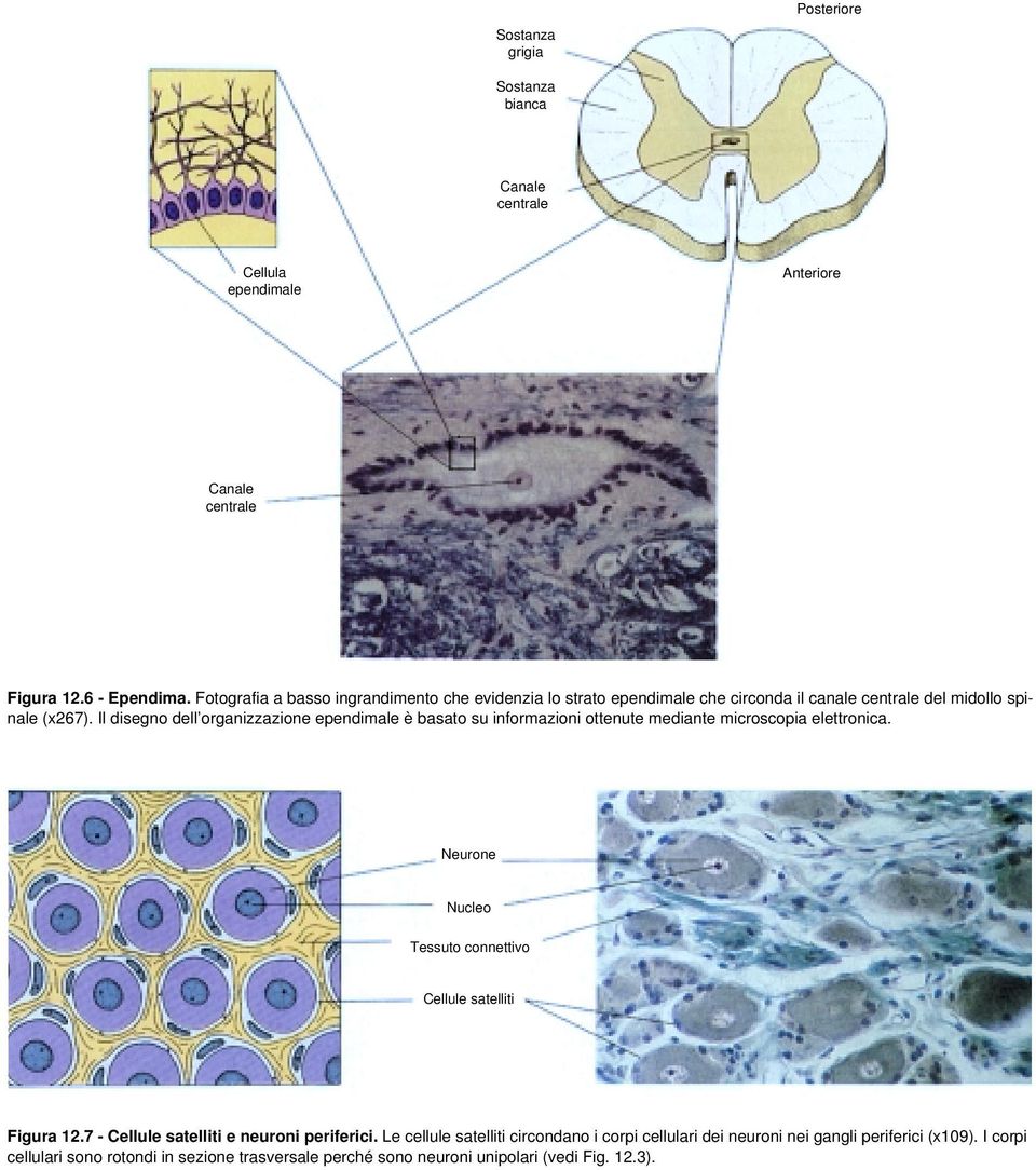 Il disegno dell organizzazione ependimale è basato su informazioni ottenute mediante microscopia elettronica.