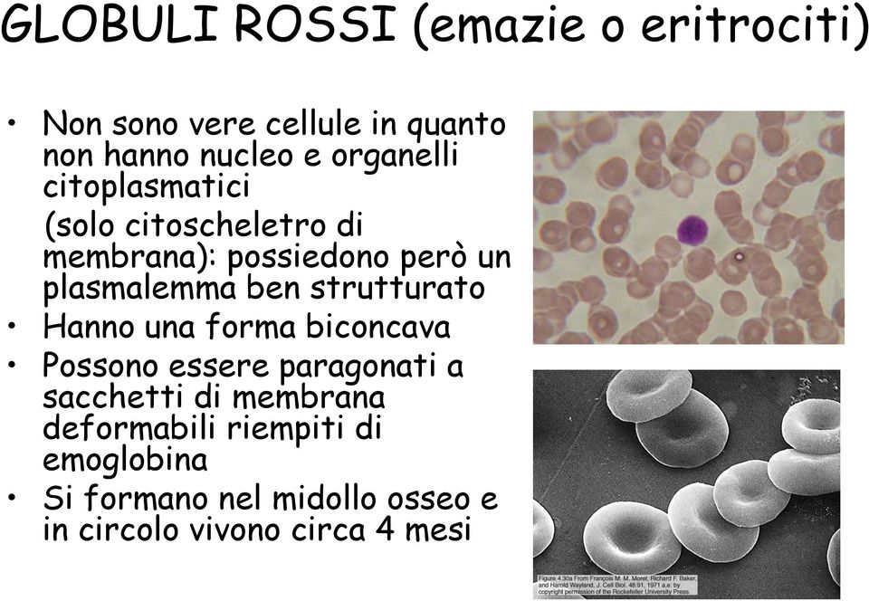 ben strutturato Hanno una forma biconcava Possono essere paragonati a sacchetti di membrana