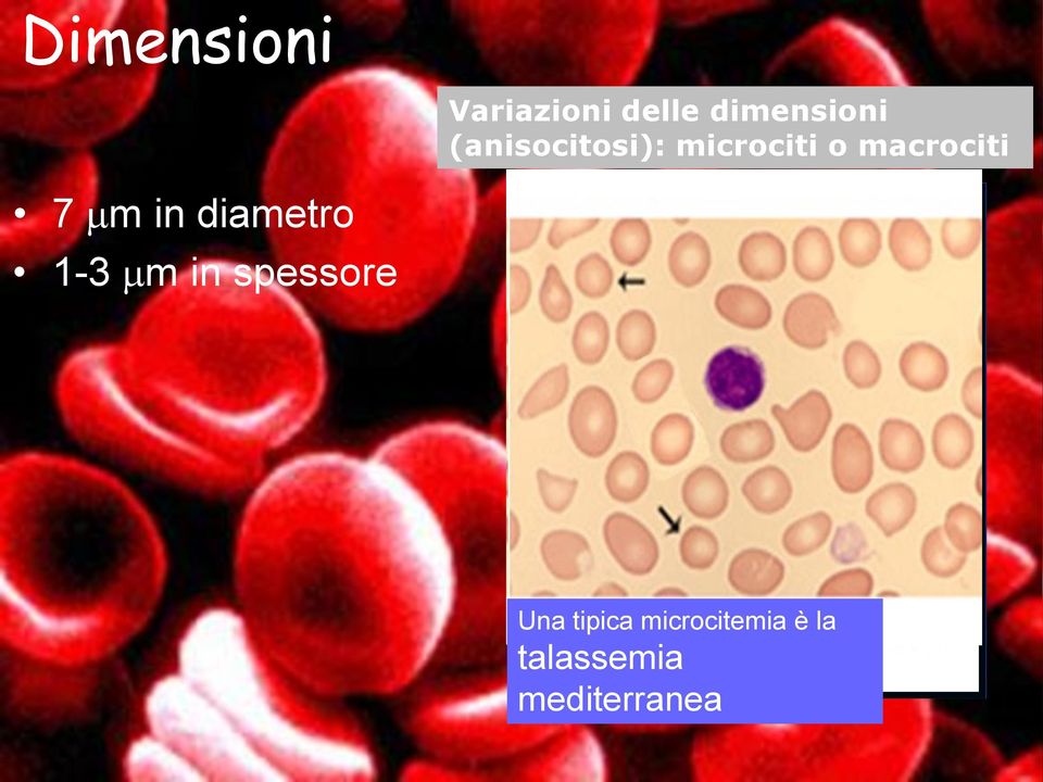 in diametro 1-3 m in spessore 7 m 1-3 m