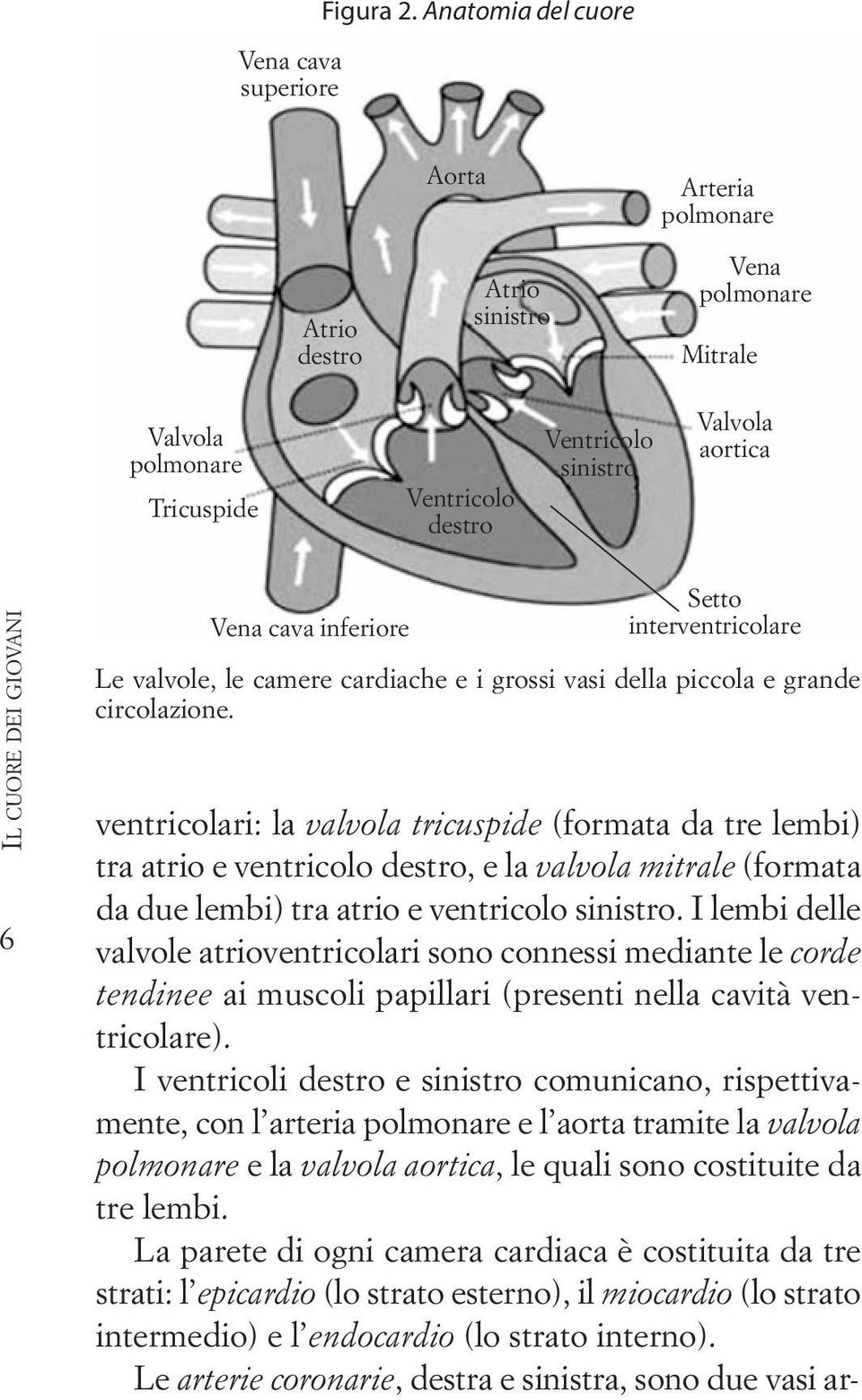 Vena cava inferiore Setto interventricolare Le valvole, le camere cardiache e i grossi vasi della piccola e grande circolazione.