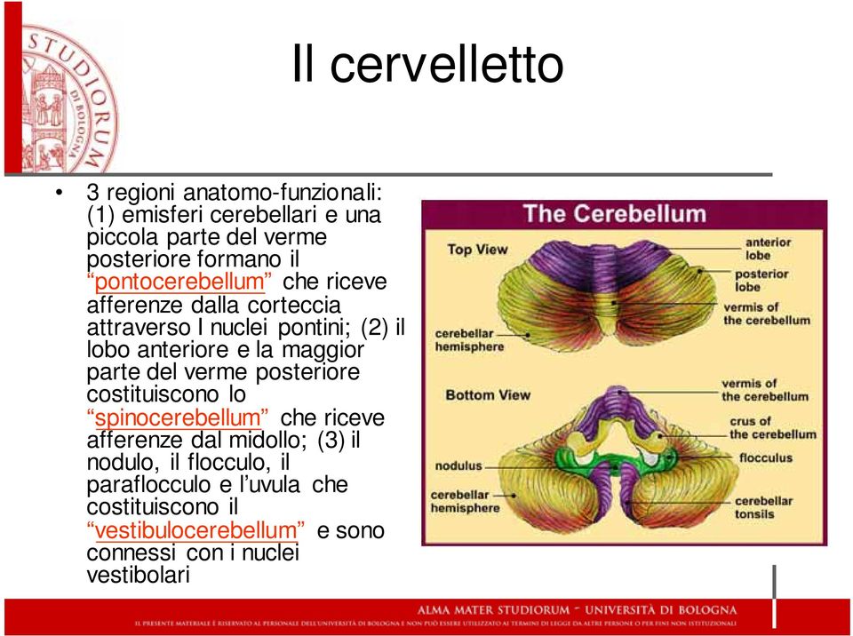 parte del verme posteriore costituiscono lo spinocerebellum che riceve afferenze dal midollo; (3) il nodulo, il
