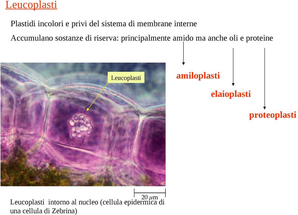 anche oli e proteine Leucoplasti amiloplasti elaioplasti