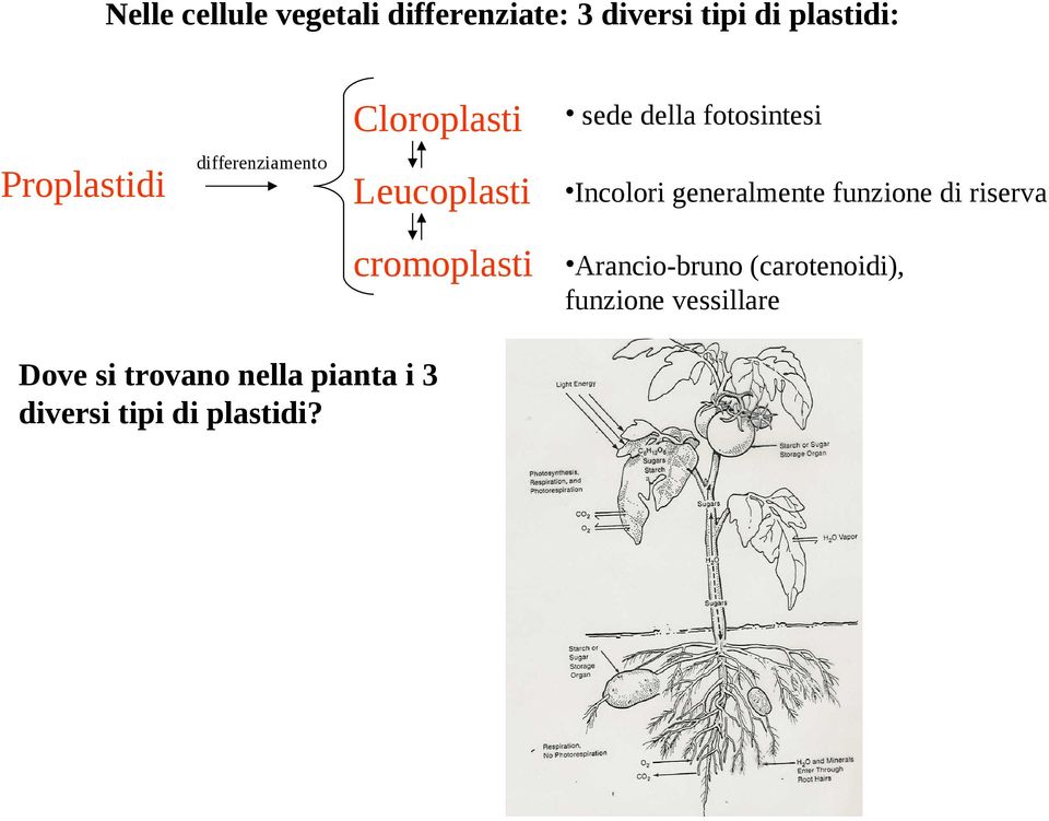 Incolori generalmente funzione di riserva cromoplasti Arancio-bruno