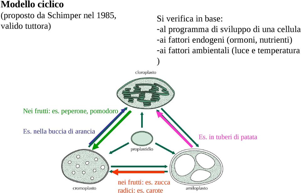 -ai fattori ambientali (luce e temperatura ) Nei frutti: es. peperone, pomodoro Es.