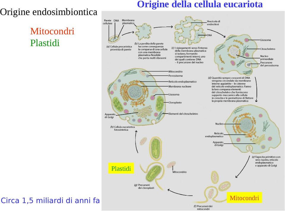 Mitocondri Plastidi Plastidi