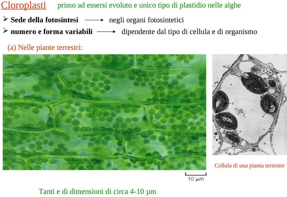 fotosintetici dipendente dal tipo di cellula e di organismo (a) Nelle