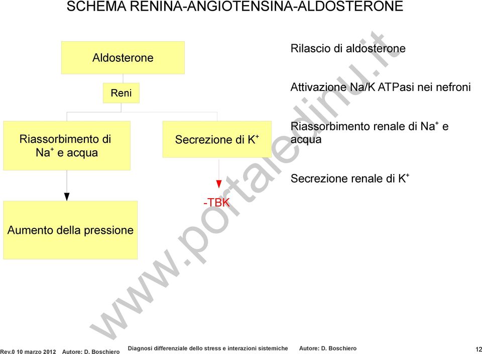 di aldosterone Attivazione Na/K ATPasi nei nefroni Riassorbimento renale