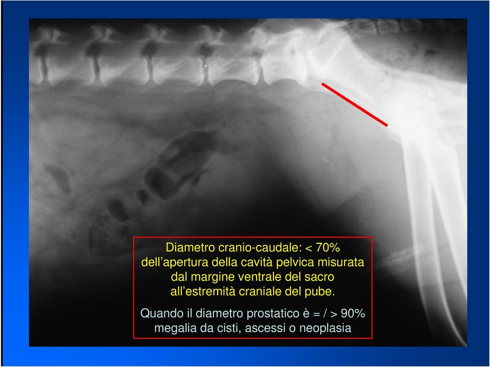 all estremità craniale del pube.