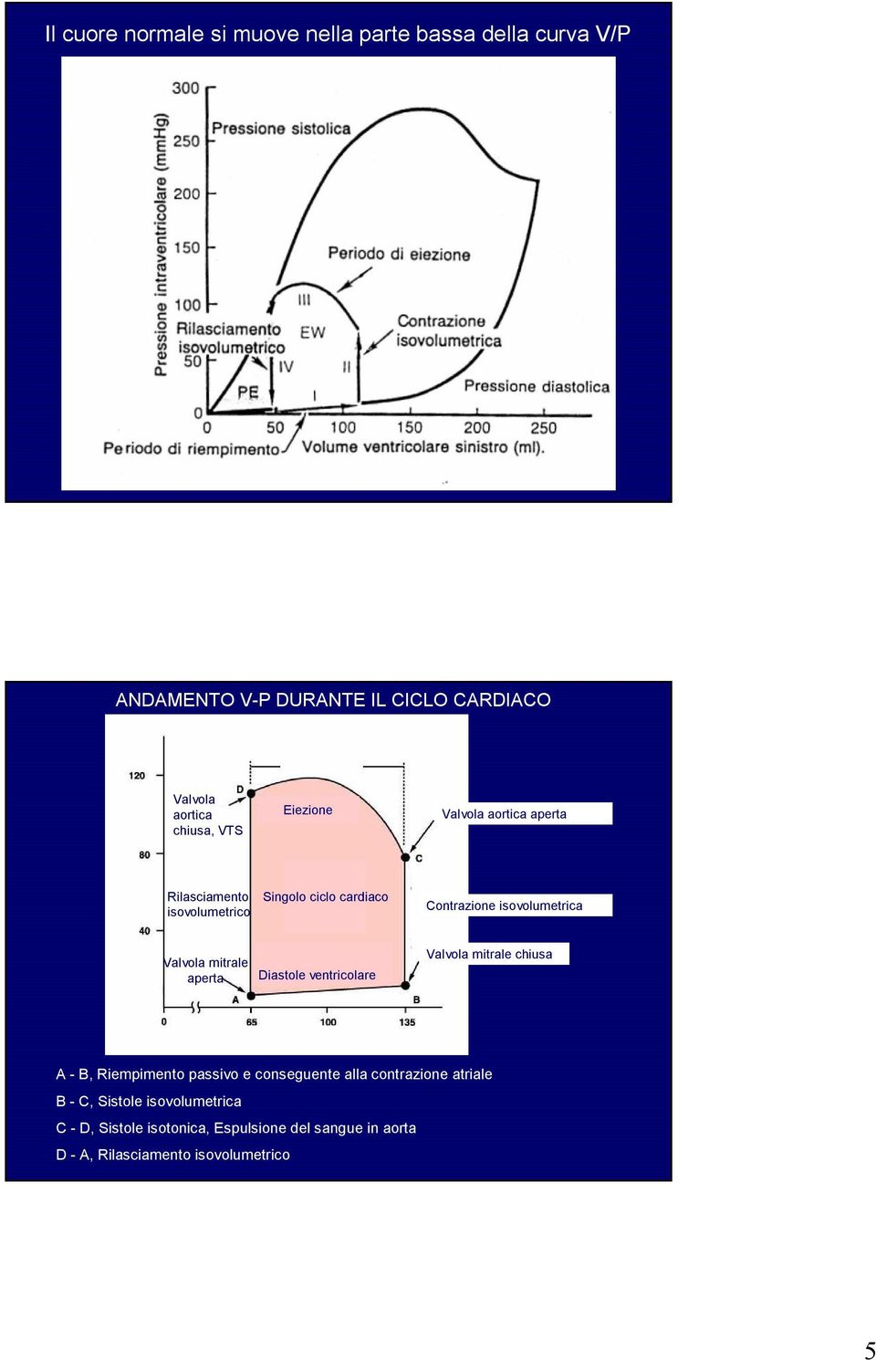 Valvola aortica aperta Contrazione isovolumetrica Valvola mitrale chiusa VTD Volume ventricolo Sn (ml) A B, Riempimento passivo e conseguente