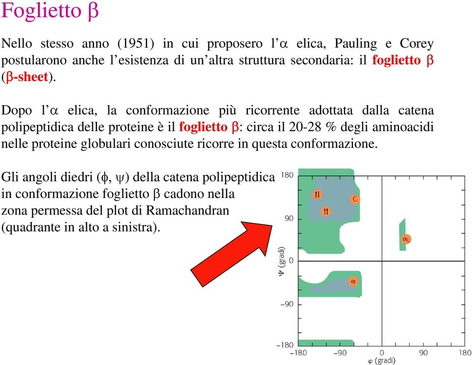 Dopo l α elica, la conformazione più ricorrente adottata dalla catena polipeptidica delle proteine è il foglietto β: circa il 20-28 % degli