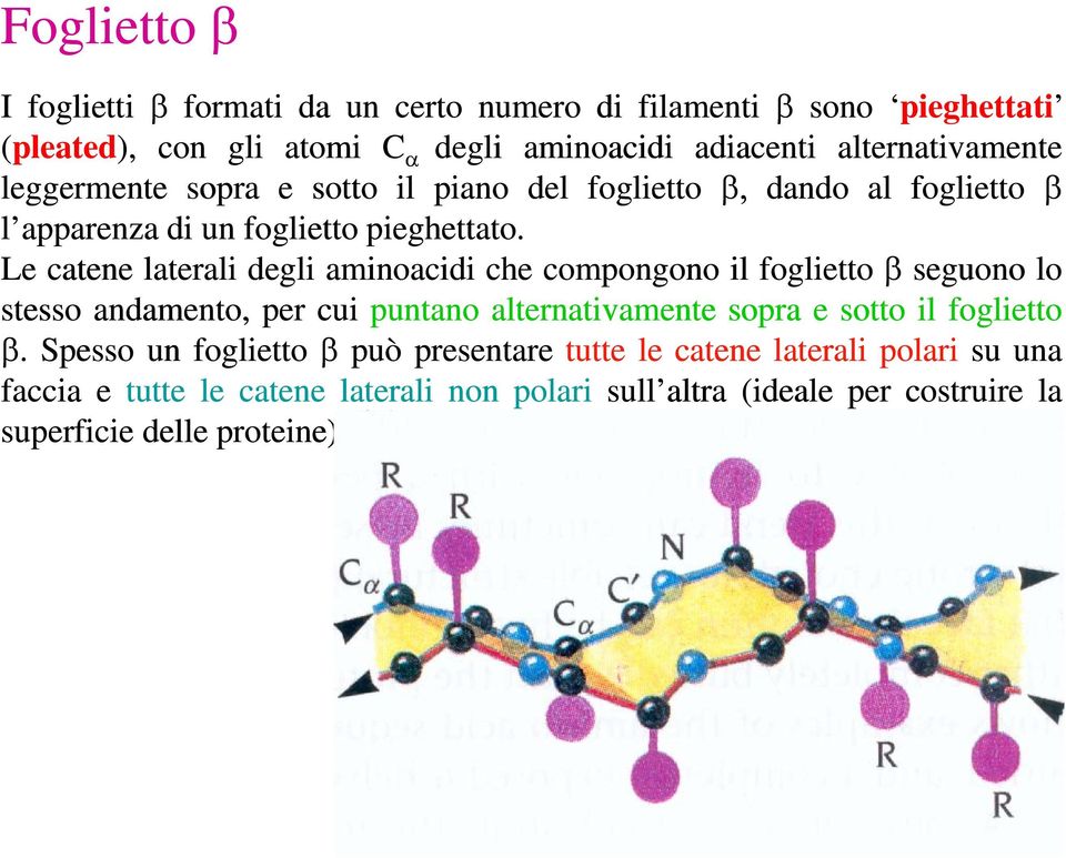 Le catene laterali degli aminoacidi che compongono il foglietto β seguono lo stesso andamento, per cui puntano alternativamente sopra e sotto il