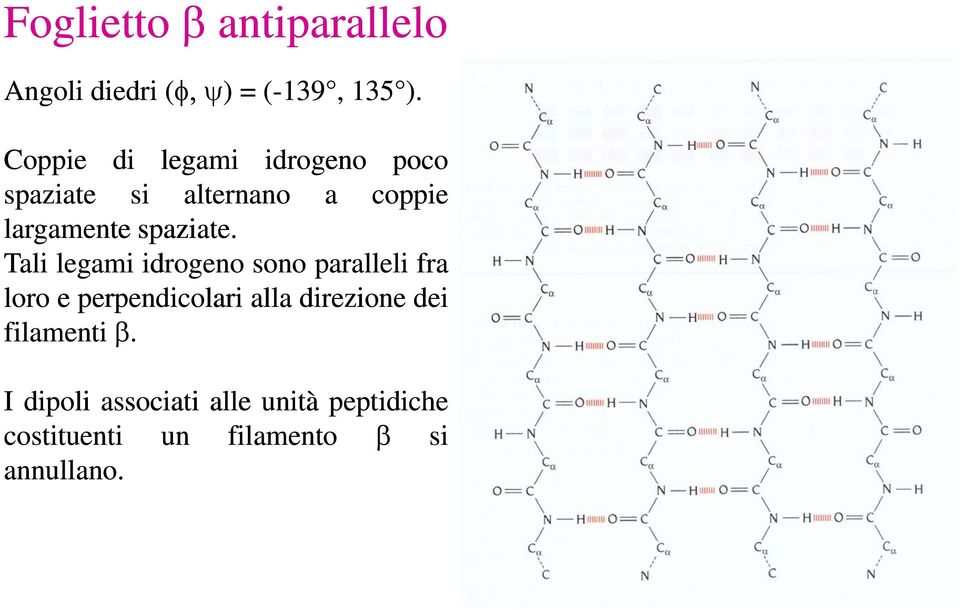 Tali legami idrogeno sono paralleli fra loro e perpendicolari alla direzione dei